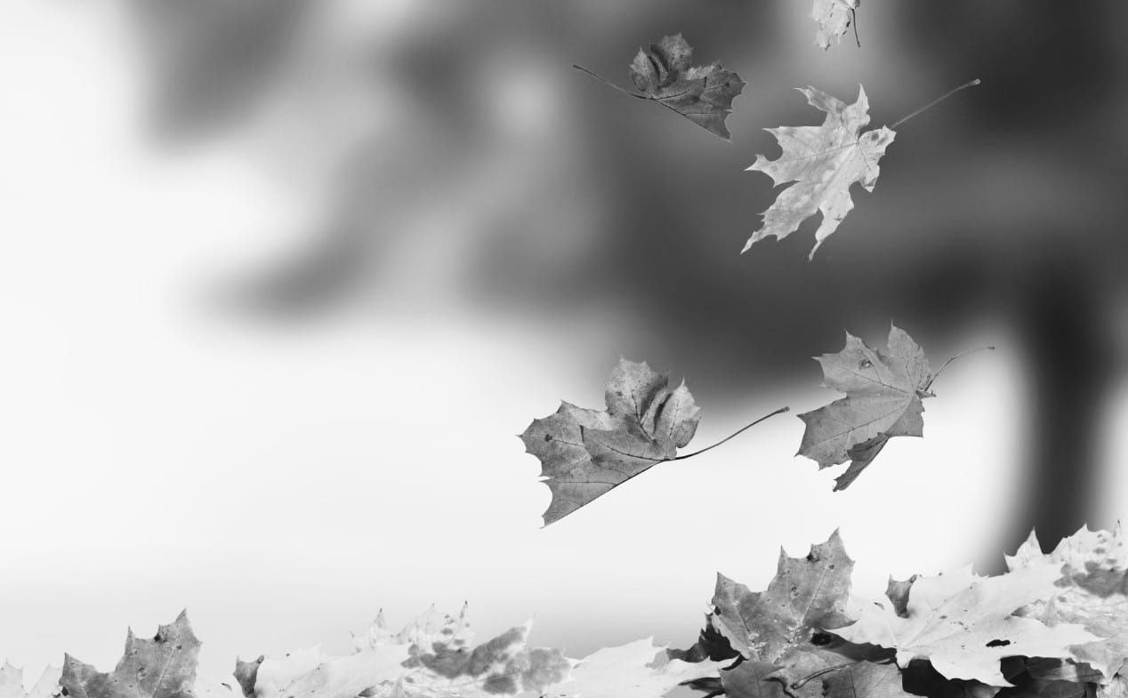 ঝরা পাতার গান